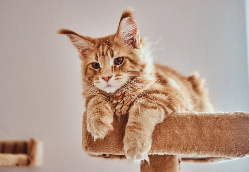 best indoor security camera for pets